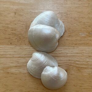 Set of 4-Pearl painted oyster shells